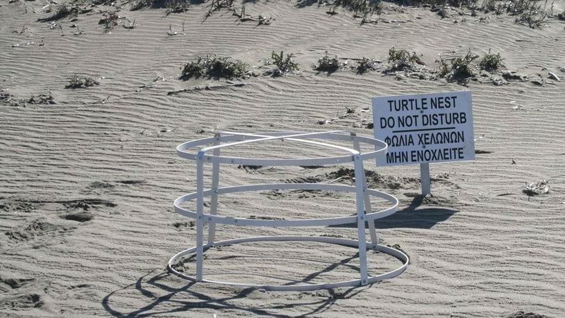 This image provided by the British Bases Media and Communications Office on Tuesday, Sept, 17, 2024, shows the area of a turtle nest on the beach by the Akrotiri British base area, near the coastal city of Limassol, Cyprus. (British Bases Media and Communications Office via AP)