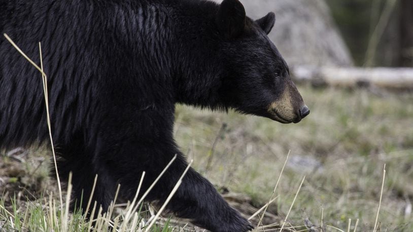 A bear that may have had a case of the munchies was caught on surveillance video stealing a dumpster from a Colorado marijuana dispensary.