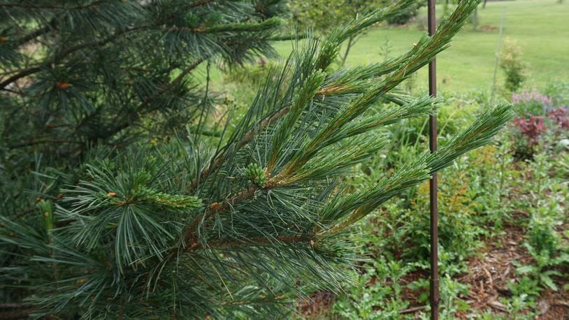 The new growth on a pine tree is referred to as the “candle” stage, the best stage to prune a pine.