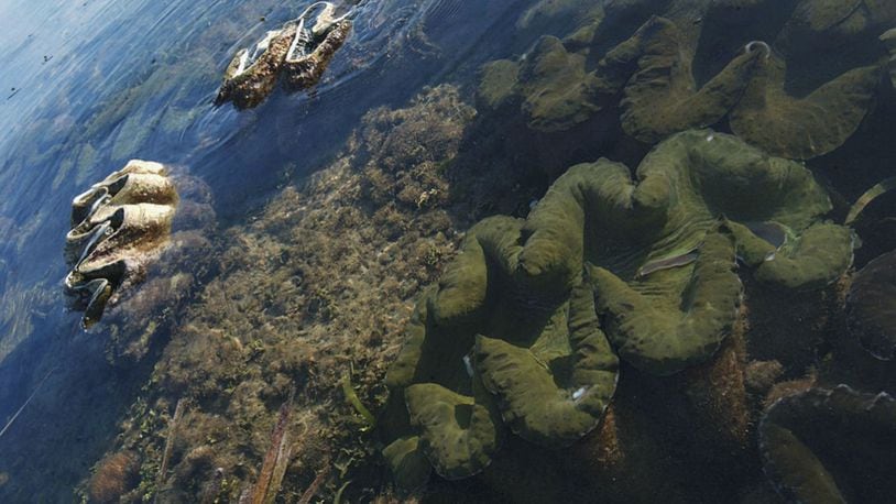 The world's largest pearls have reportedly come from giant clams similar to these. File photo.  (Photo by David Greedy/Getty Images)