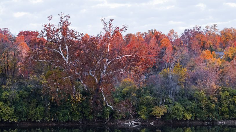 Surveys show that when Americans think of nature, it raises happy memories of climbing trees, stomping in puddles or watching sunsets. This photo shows trees in Butler County changing colors in the fall in a previous year. NICK GRAHAM/FILE