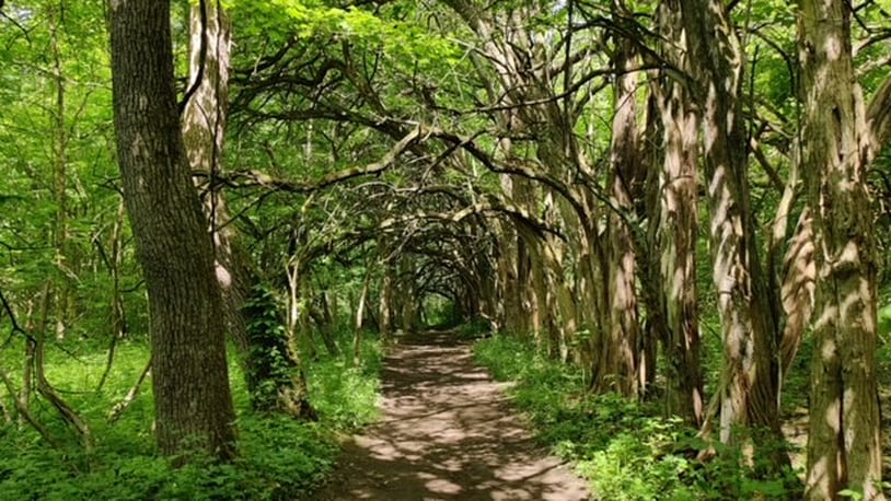 Sugarcreek MetroParks features a tree tunnel planted in the late 1800s as a farm fence. CONTRIBUTED