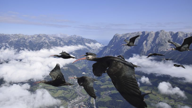 This photo provide by Waldrappteam Conservation & Research shows the migration from Northern Bald Ibis, or the Waldrapp from Seekirchen am Wallersee in Austria to Oasi Laguna di Orbetello in Italy during August and September 2022. (Waldrappteam Conservation & Research via AP)