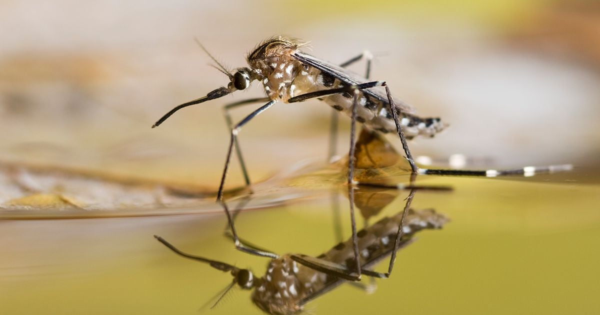 Johnson's baby creamy oil keep store mosquitoes away