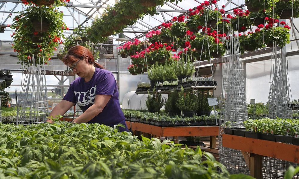 In this file photo, Bryna Chandler works with the tomato plants in one of the greenhouses at Meadow View Growers in New Carlisle. BILL LACKEY/STAFF