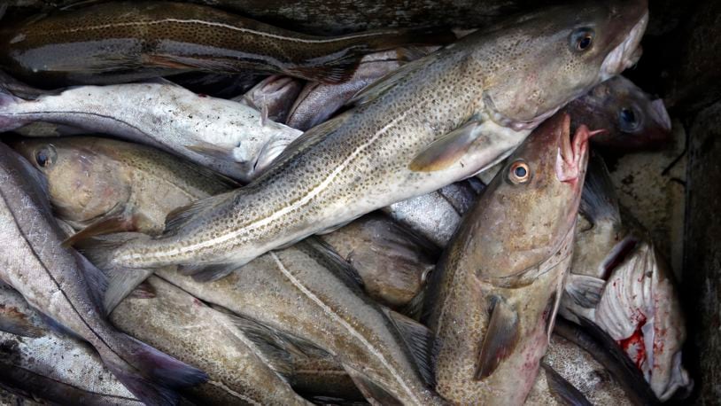 FILE - Cod fill a box on a trawler off the coast of Hampton Beach, N.H, April 23, 2016. On Wednesday, June 26, 2024, the Canadian government announced the end of the Newfoundland and Labrador cod moratorium, which gutted the Atlantic-coast province’s economy and transformed its small communities more than 30 years ago. (AP Photo/Robert F. Bukaty, File)
