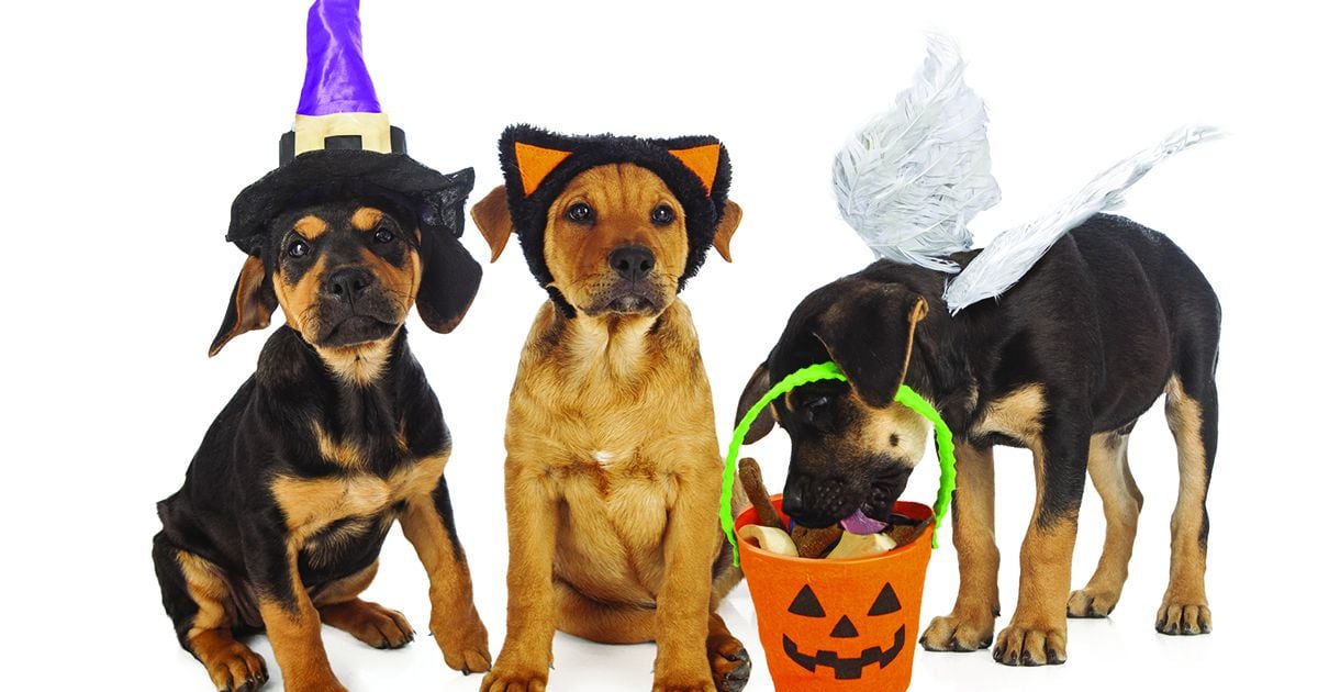 Celebrate 'Howl-o-ween' with Disney-themed pet costumes