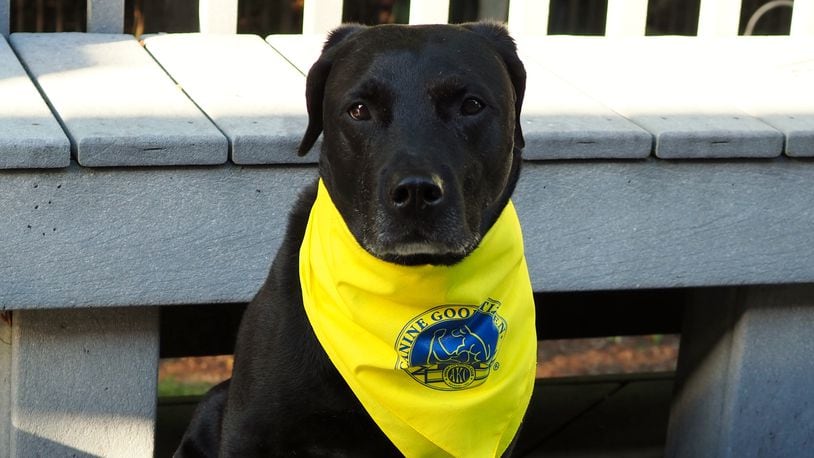 Teddy is wearing his AKC Good Citizen bandana. KARIN SPICER/CONTRIBUTED