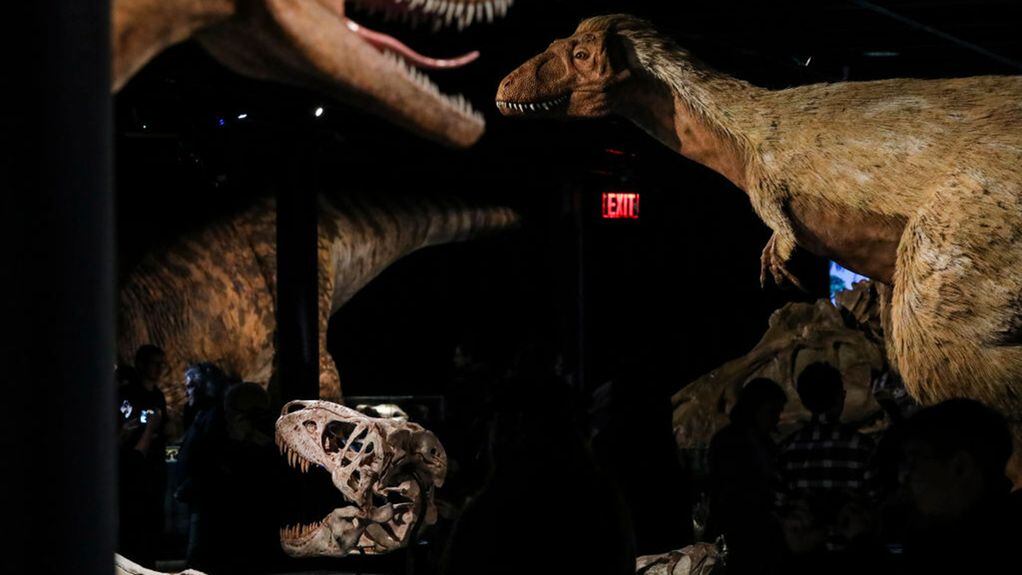Baby T rex goes on sale on , sparking paleontologists' outcry
