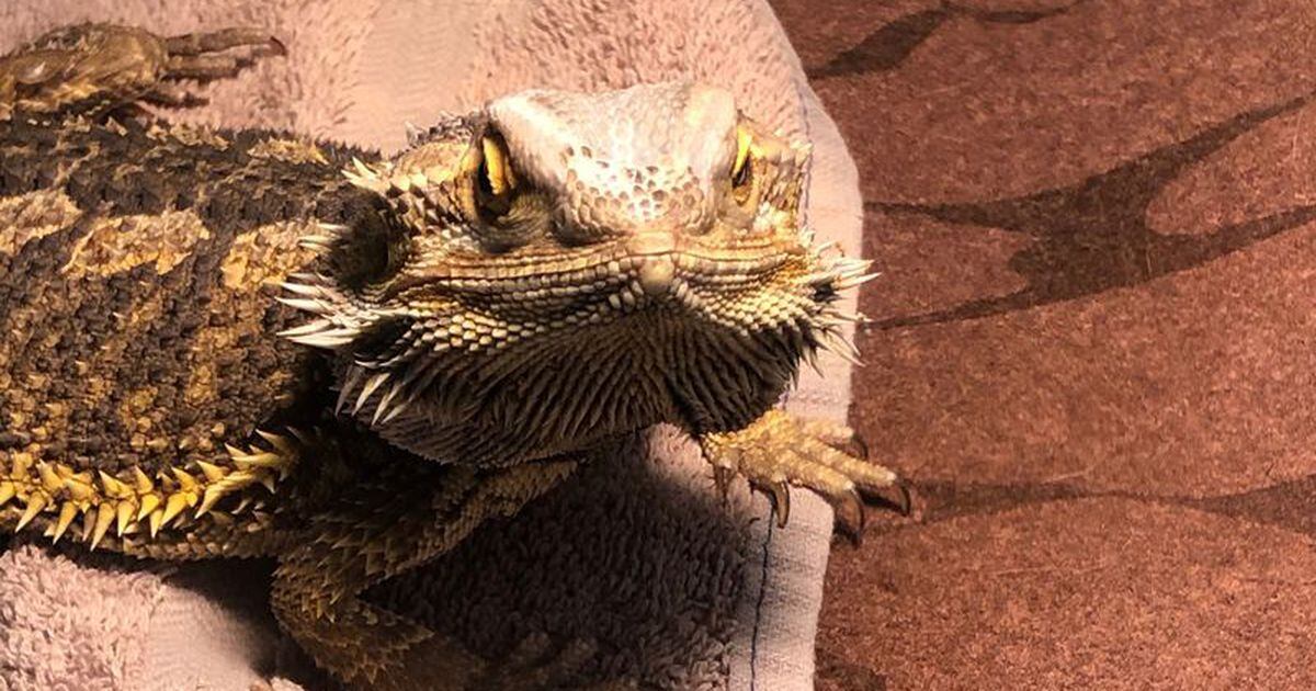 Bearded dragon abandoned during cold snap saved - BBC News