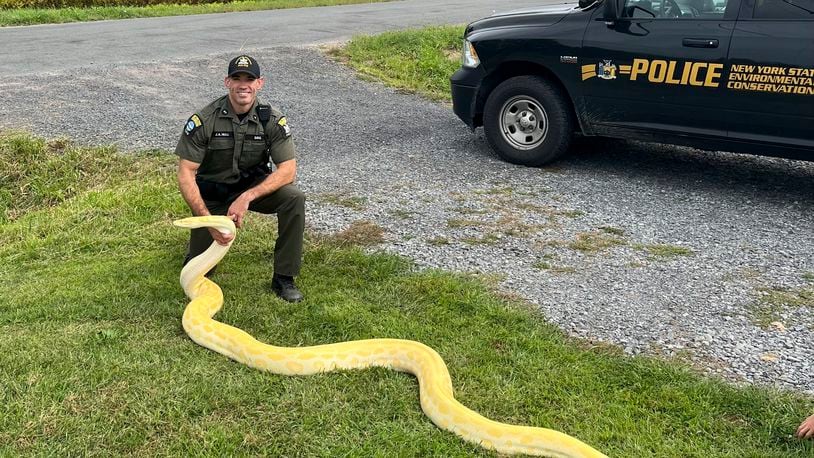 In this photo released by the New York State Department of Environmental Conservation, DEC Officer Jeff Hull poses with a Burmese python that was confiscated from a home in New Hartford, N.Y., on Aug. 28, 2024. It is illegal to own a Burmese python in New York state without a permit. (New York State Department of Environmental Conservation via AP)