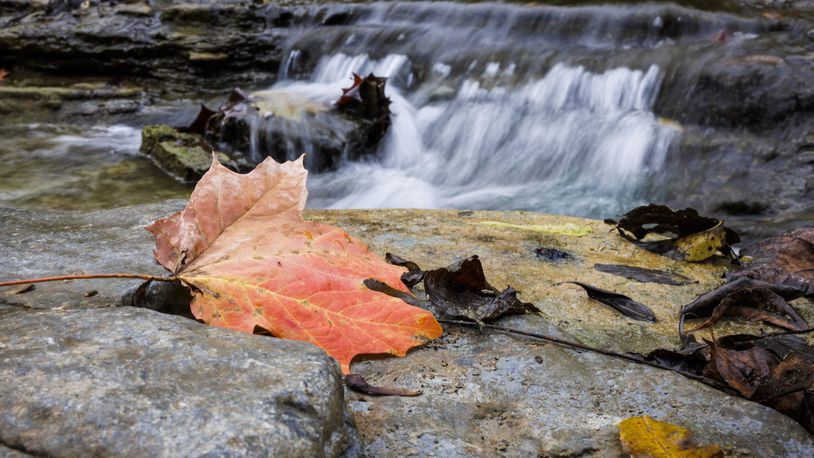 Fall colors at Sebald Park Area of Elk Creek MetroPark Thursday, Oct. 19, 2023 in Madison Township. NICK GRAHAM/STAFF