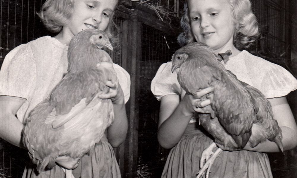 Poultry was a big part of the 1948 Montgomery County Fair. DAYTON DAILY NEWS ARCHIVE