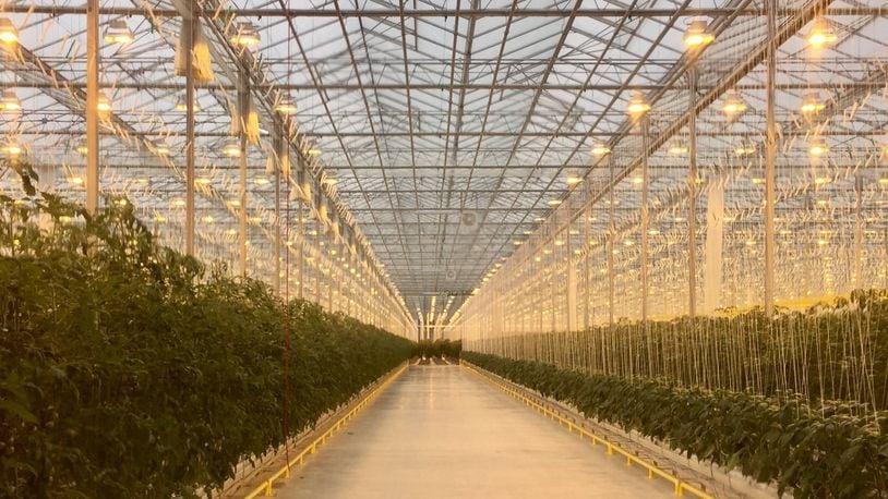 golden fresh farms wapak marijuana