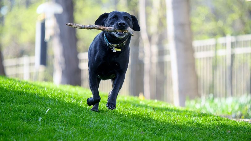 Teddy is playing fetch. CONRTIBUTED