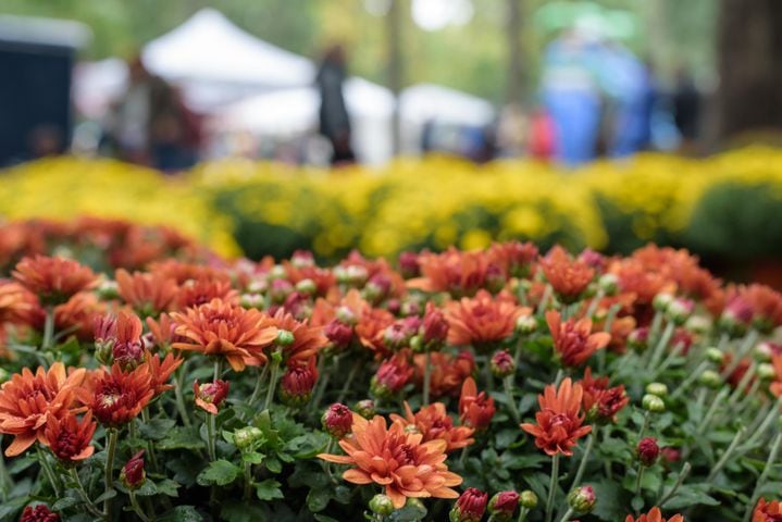 PHOTOS: 2024 Tipp City Mum Festival Parade