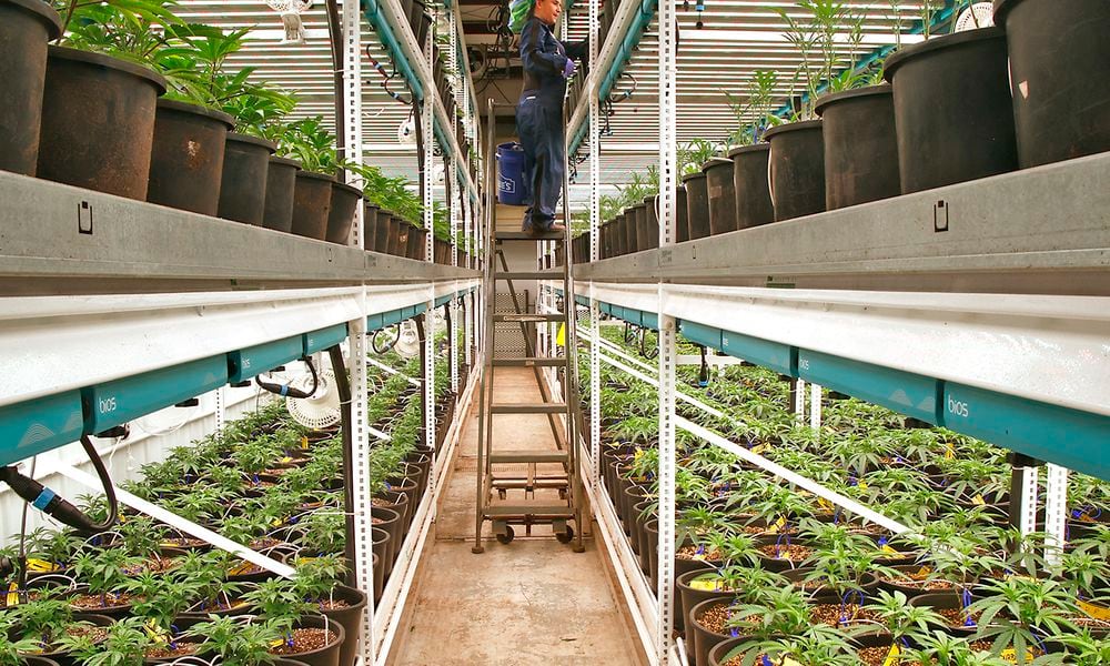 Pure Ohio Wellness employee Korinne Kirkmeyer tends to the cannibus plants growing in their cultivation at production facility in Clark County Monday, Dec. 4, 2023. BILL LACKEY/STAFF