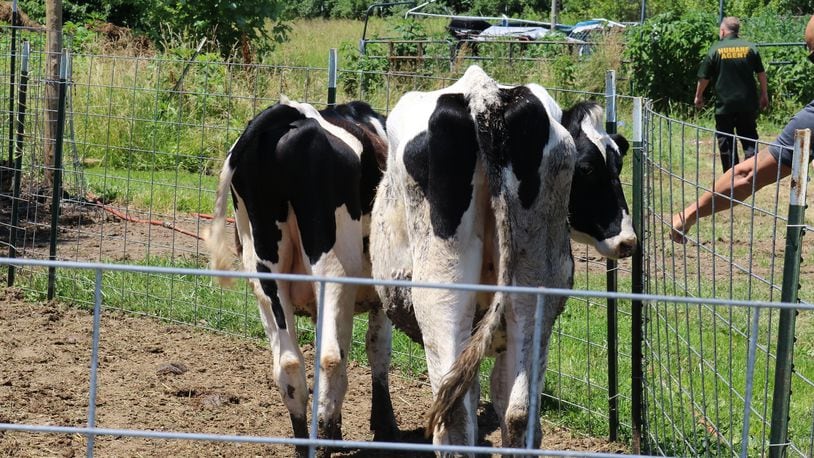 Humane agents seized 43 farm animals in July 2022 after they reportedly were found malnourished and living in deplorable conditions on a Germantown property. CONTRIBUTED