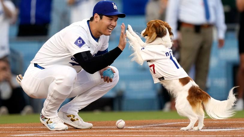 Los Angeles Dodgers' Shohei Ohtani congratulates his dog Decoy after Decoy delivered the ceremonial first pitch prior to a baseball game between the Dodgers and the Baltimore Orioles Thursday, Aug. 29, 2024, in Los Angeles. (AP Photo/Mark J. Terrill)