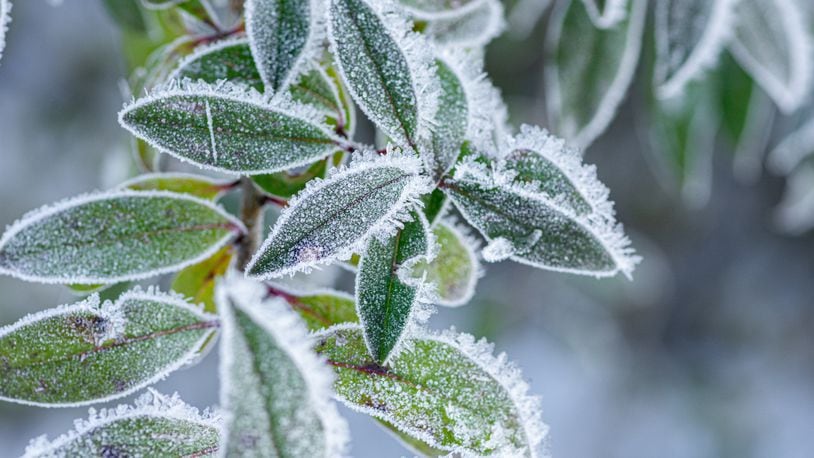 Weather Wonders: How does frost form?, Top Stories