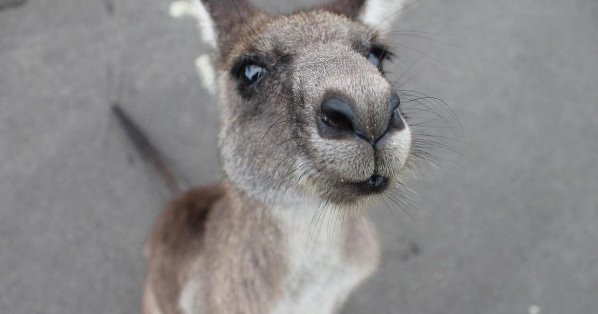 kangaroo for sale in georgia