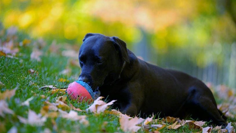 Teddy waiting for Ed to tell him that it's "Okay" to bring the ball to him so he can throw it so Teddy can catch it. CONTRIBUTED