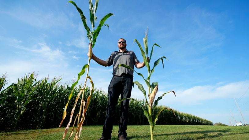 Cameron Sorgenfrey holds a tall corn stalk next to a short corn stalk along one of his fields, Monday, Sept. 16, 2024, in Wyoming, Iowa. (AP Photo/Charlie Neibergall)