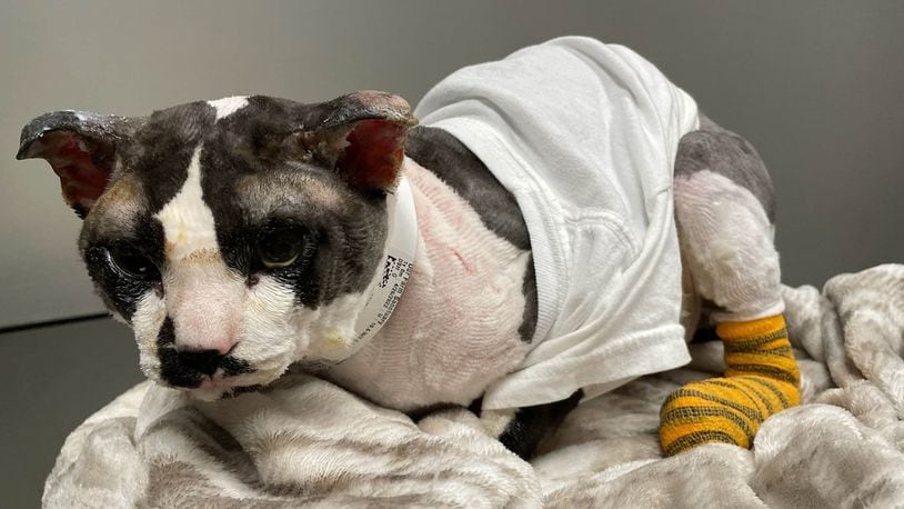 A young cat named Fotis is in veterinary care who was rescued by Our Farm Sanctuary based in Tipp City after his entire body was burned and he fell from a high place Wednesday evening, April 26, 2023, in Trotwood. CONTRIBUTED