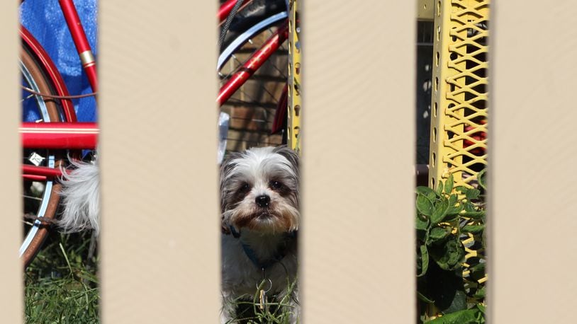 Cleveland Browns Help 82 Ohio Puppies Get Adopted, Look At Them!!!