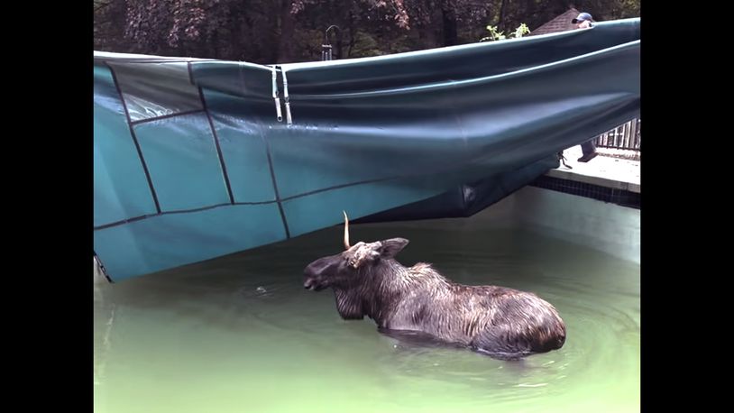 This image taken from video provided by the Bedford, N.H., Police Department, shows a moose being freed after it was stuck in a residential swimming pool, Thursday Oct. 3, 2024, in Bedford. (Bedford Police Department via AP)