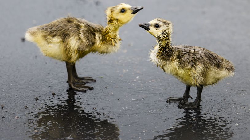 Two goslings wander in the rain in a parking lot in West Chester Township Monday, April 25, 2022. NICK GRAHAM/STAFF