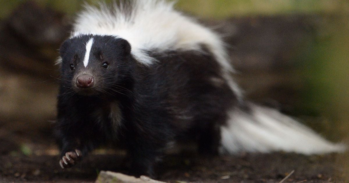 Tennessee lawmakers consider bill that would allow skunks as pets