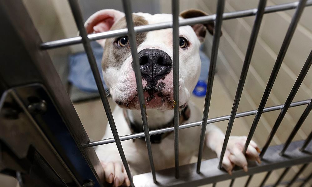 Riley, is a 1-year-old female Pit Bull, waiting for a home at the Animal Resource Center located at 6790 Webster St. in Dayton. MARSHALL GORBY\STAFF