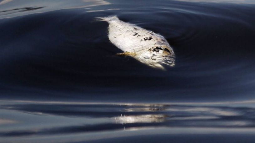 Dead fish and other animals have washed on the beach in Galveston, Texas.