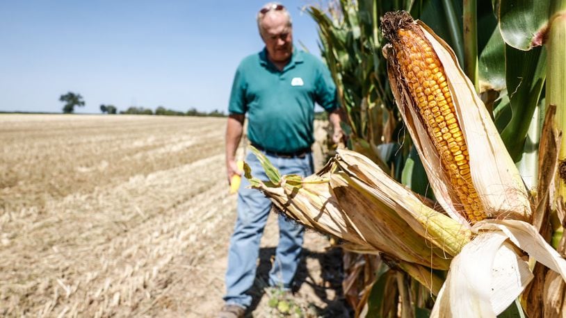 Greene County farmer and former teacher Craig Corry keeps an eye on his field corn. Drought conditions have covered most of the state Ohio. JIM NOELKER/STAFF