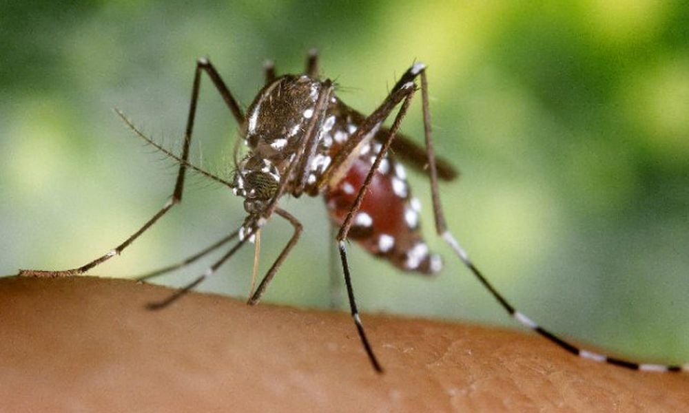 More mosquitoes have been found with West Nile Virus in Clark County and a human case has been reported. Centers for Disease Control and Prevention photo by James Gathany