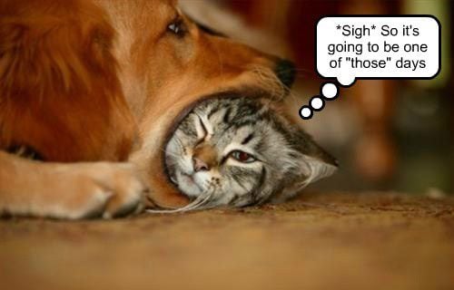 funny cats and dogs together