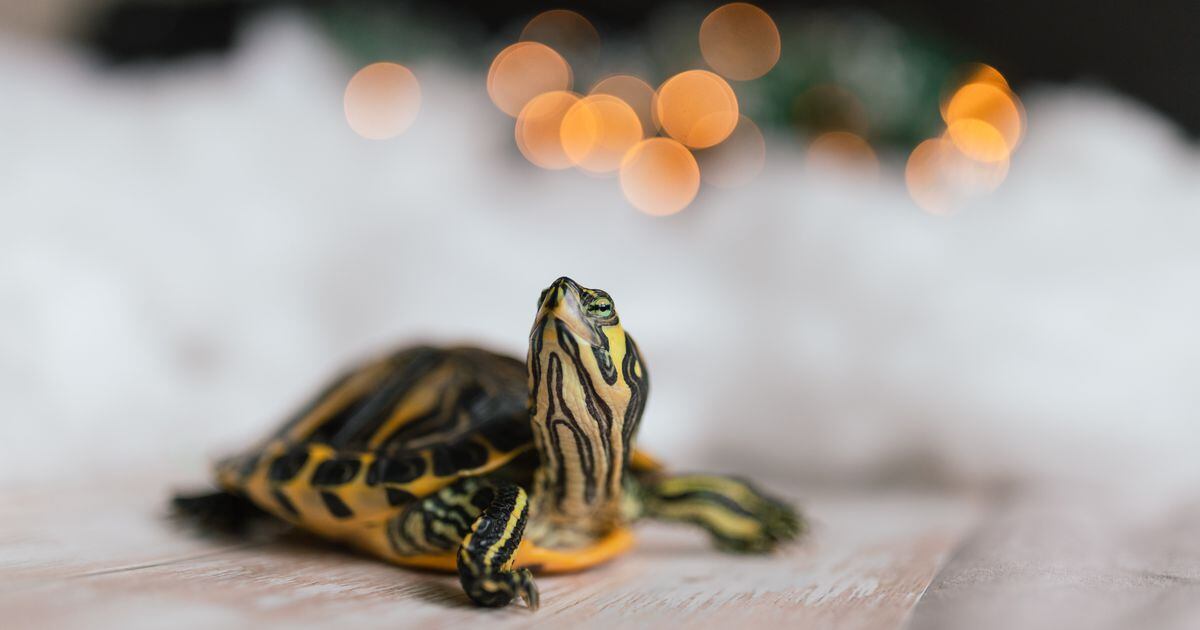 Tiny turtles bought from the internet are behind salmonella