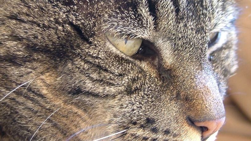 A closeup of a cat's face.