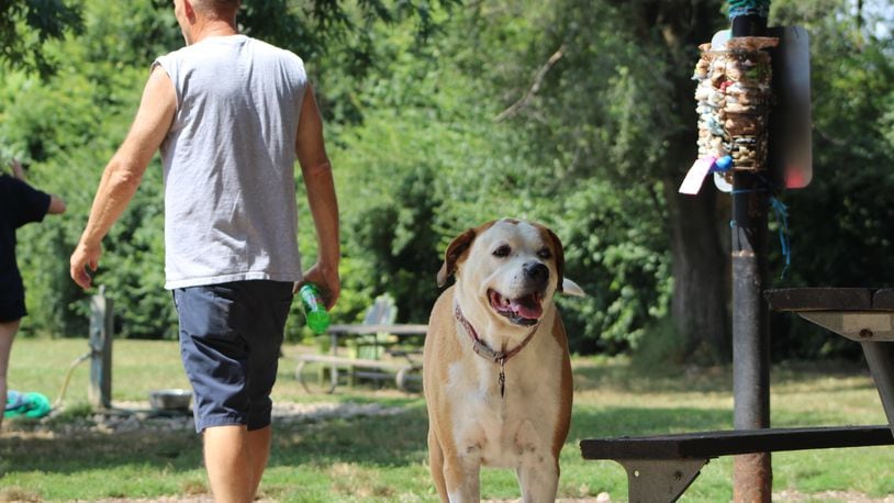 A dog plays at Deeds Point Dog Park on Friday. CORNELIUS FROLIK / STAFF