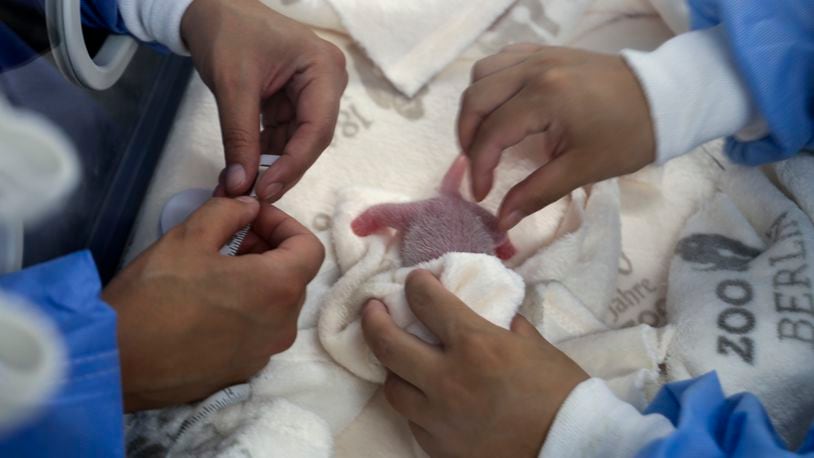 This photo released by the Zoo Berlin shows employee measuring newborn giant panda twins at the Zoo in Berlin on Thursday, Aug. 22, 20024. (© 2024 Zoo Berlin via AP)