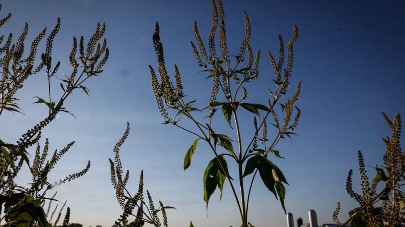 Ragweed growing in the ditch-lines and fields in the Miami Valley are spreading their pollen, impacting local allergy sufferers. JIM NOELKER/STAFF