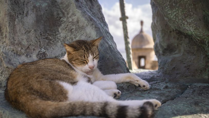 FILE - A stray cat rests on a statue in Old San Juan, Puerto Rico, Nov. 2, 2022. (AP Photo/Alejandro Granadillo)