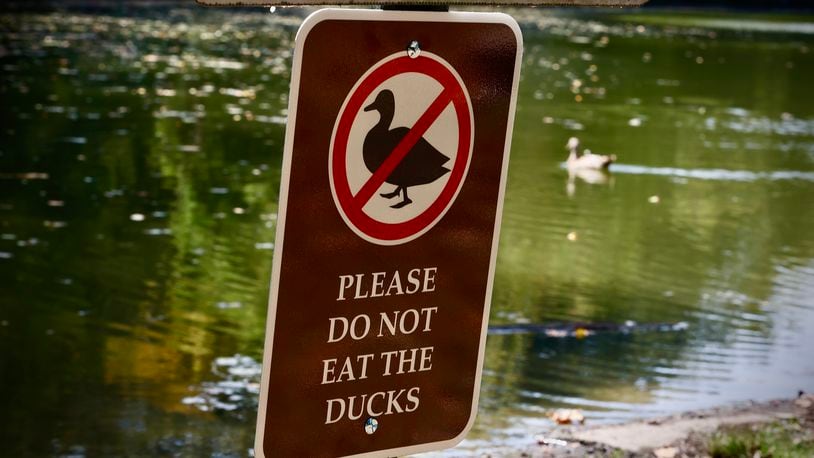 Someone placed a sign that read "Please do not eat the ducks" in front of the Peanut Pond at Snyder Park Friday, Sept. 13, 2024, in Springfield. Park staff removed the sign Friday afternoon. MARSHALL GORBY/STAFF