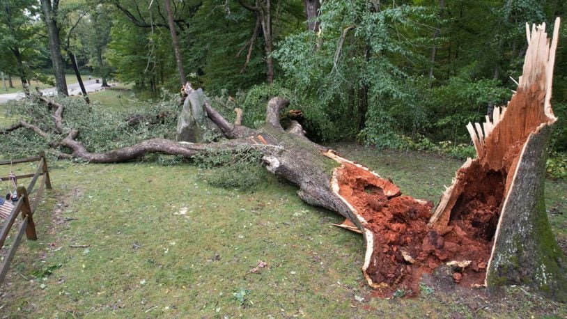 A several centuries-old oak tree in Fort St. Clair Park in Eaton fell Friday to the strong winds caused by remnants of Hurricane Helene.