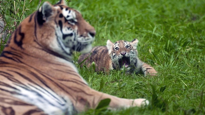 Three-month-old Amur tiger cubs Amaliya explores her outdoor enclosure for the first time with their mother Dari at the Minnesota Zoo in Apple Valley, Minn. on Wednesday, Sept. 11, 2024. (AP photo/Mark Vancleave)