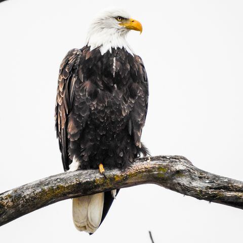 The year in Butler County photos: Best images of 2018