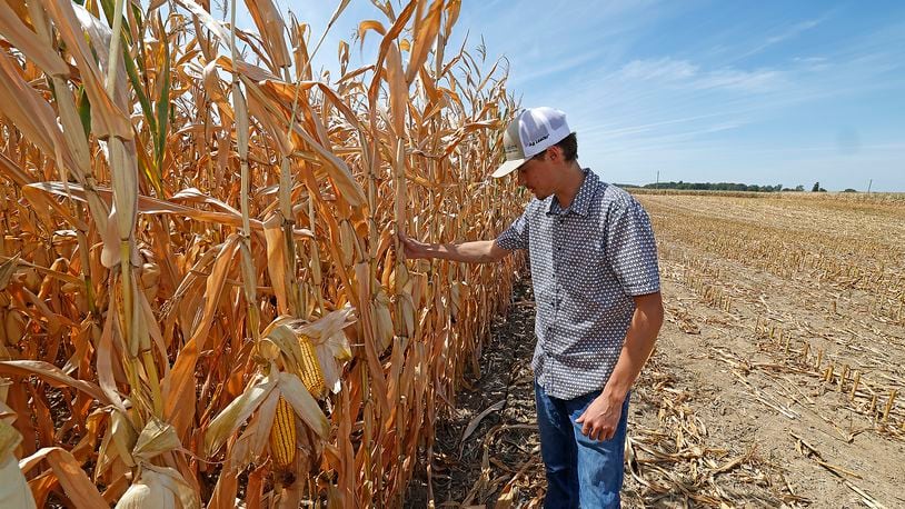 Clark County farmer Lane Harbage exposes some underdeveloped ears of corn in a dried out field on his family's farm Thursday, Sept. 12, 2024. The USDA Farm Service Agency has designated 22 counties in southern and Southwest Ohio as natural disaster areas. BILL LACKEY/STAFF