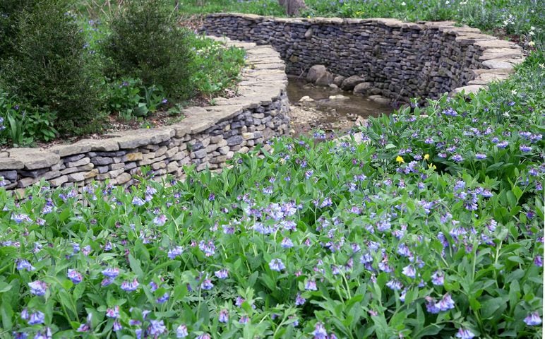 Virginia Bluebells bloom at Aullwood Garden MetroPark