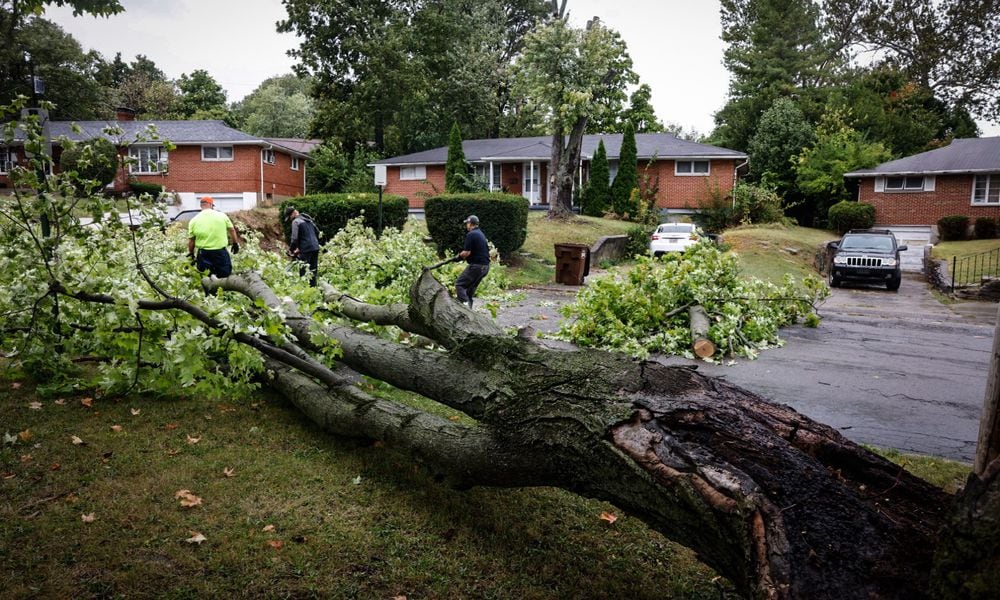 Harrison Twp. employees remove a Sugar Maple from Bennington Drive that fell from high winds.Jim Noelker/Staff